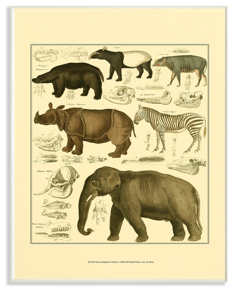 Animal Anatomy Illustration Wall Plaque Art, 10"x15"