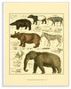 Animal Anatomy Illustration Wall Plaque Art, 10"x15"