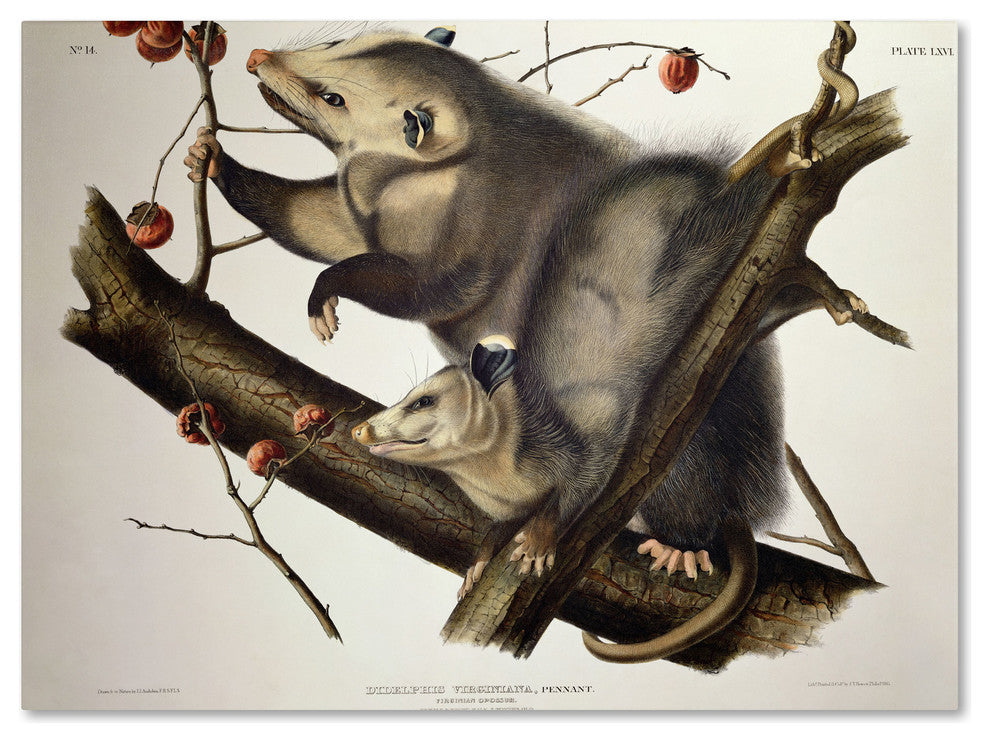 'Virginian Opossum' Canvas Art by John James Audubon