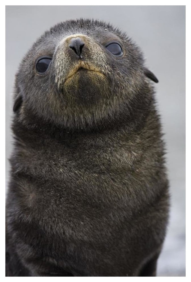 "Antarctic Fur Seal 1 to 2 week old pup, Salisbury Plain" Paper Art, 42"x62"