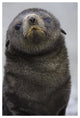 "Antarctic Fur Seal 1 to 2 week old pup, Salisbury Plain" Paper Art, 42"x62"