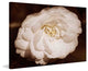 "White and Willing in Sepia" Painting Print on Canvas by Robertson