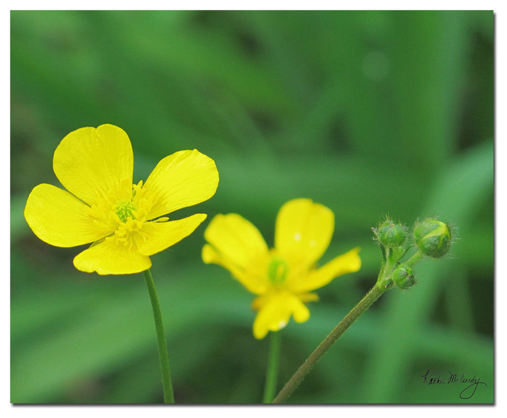 ''Buttercup'' Canvas Art by Kathie McCurdy