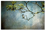 Jai Johnson 'Lucky Bird' Canvas Art, 32 x 22