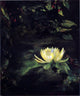 John La Farge Water Lily Wall Decal
