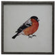 Bright Orange And Black Bird, Silver And Black Shadowbox