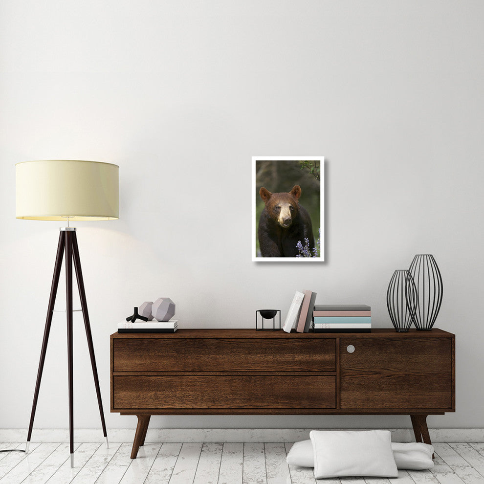 "Black Bear portrait, North America" Paper Print by Tim Fitzharris, 18"x26"