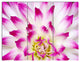 Smooth White Rose Floral Petals, Floral Triptych Canvas Print, 36x28, 3 Panels