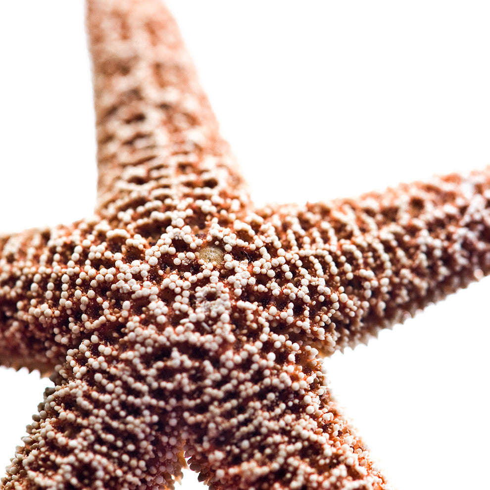 "Basket Stars" Canvas, 45"x45"