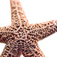 "Basket Stars" Canvas, 45"x45"