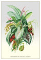 Ornamental Foliage Plants- Gallery Wrapped Canvas Art 28" x 42"