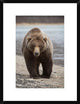 "Grizzly Bear, Katmai National Park, Alaska"  by Matthias Breiter, 20x26"