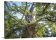 "The Old Tree Oak" Wrapped Canvas Art Print, 24"x16"x1.5"