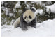 "Giant Panda cub playing in the snow, Wolong Nature Reserve" Paper Art, 50"x34"