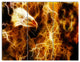 Wolf and Eagle Collage, Abstract Triptych Canvas Art Print, 36x28, 3 Panels