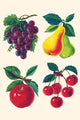 Four Fruits - Paper Poster 20" x 30"
