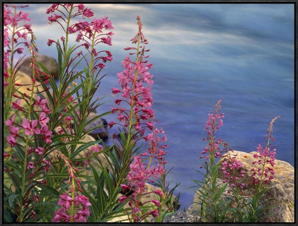"Fireweed against flowing stream, North America"  by Tim Fitzharris, 33x25"