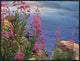 "Fireweed against flowing stream, North America"  by Tim Fitzharris, 33x25"