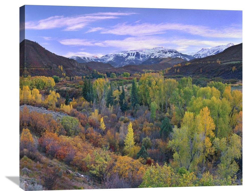 " Aspen Forest, Snowmass Mountain Near Quaking Aspen, Colorado" Artwork