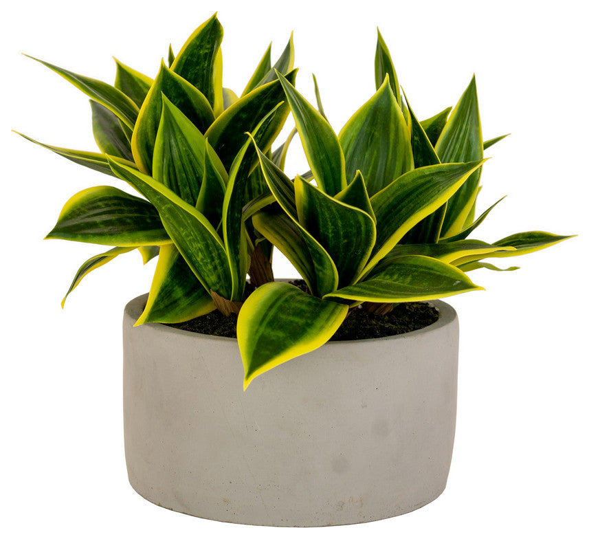 Artificial Hahnii In a Concrete Pot