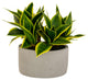 Artificial Hahnii In a Concrete Pot