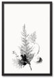 Black and White Transparent Fern 20x30 Black Framed Canvas