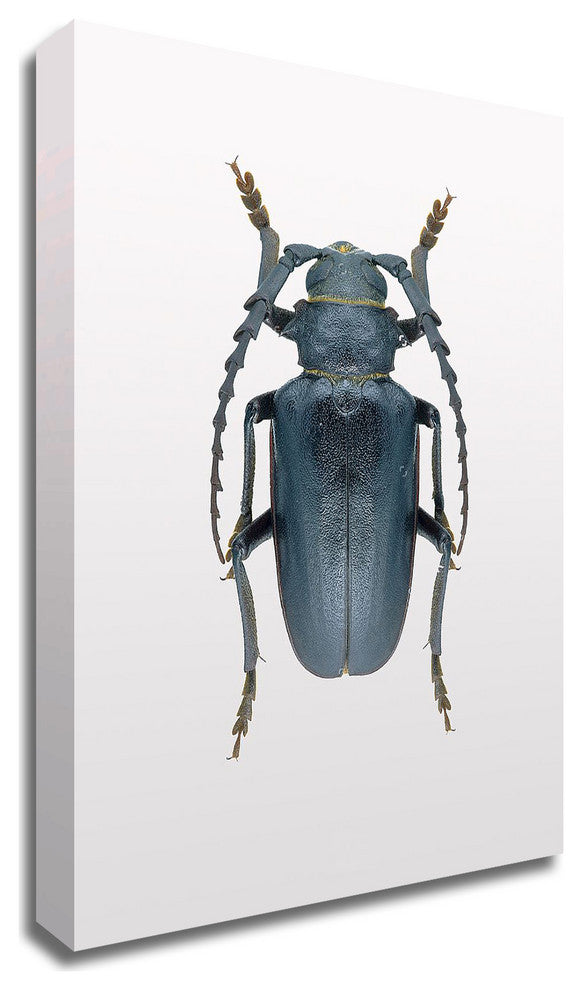 Beetle 3 by Design Fabrikken, Print on Canvas, 20"x28"