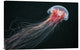 "Longtail" Stretched Canvas Giclee by Alexander Semenov, 24"x16"