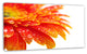 Orange Gerbera with Raindrops, Floral Canvas Art Print, 32"x16"