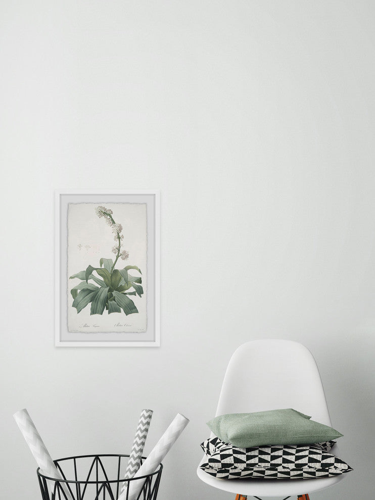"Aletris Fragrans" Framed Painting Print, 16"x24"