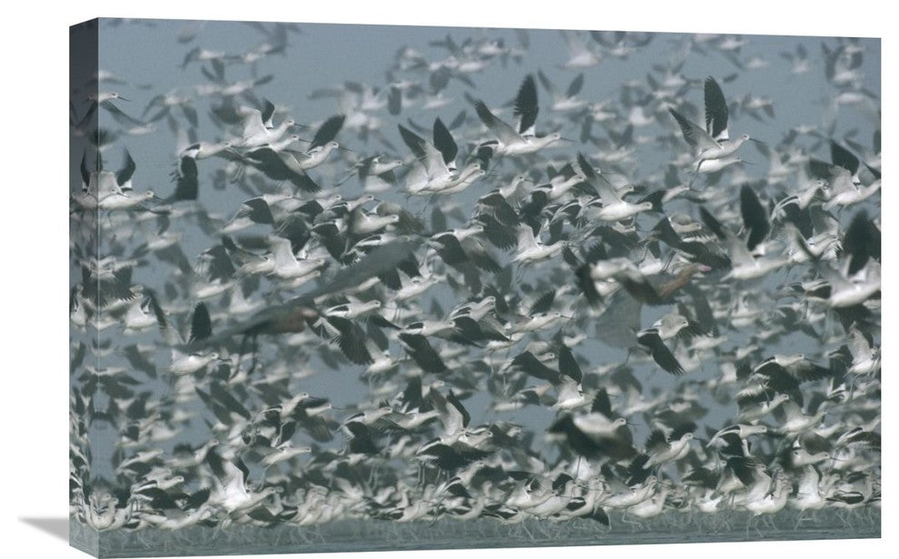 "American Avocet Flock Erupting Into Flight, North America" Artwork, 24" x 16"