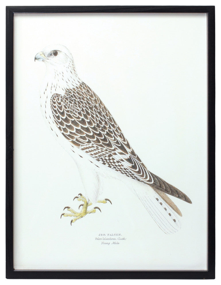Framed Bird Print, 5-Piece Set