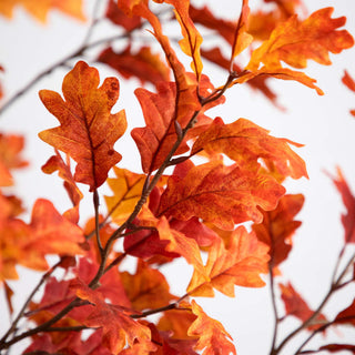 Close-up of leaves on white background showing color and texture.