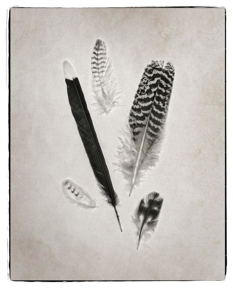 "Feather Group II - BW" Digital Paper Print by Debra Van Swearingen, 24"x30"