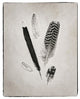 "Feather Group II - BW" Digital Paper Print by Debra Van Swearingen, 24"x30"