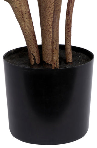 Close-up of the base/trunk area on white background.