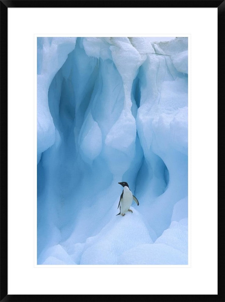 Adelie Penguin On Iceberg, South Shetland Islands, Antarctic Peninsula, 22"x30"