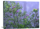 "Pacific Rhododendrons, Del Norte Coast, Redwood National Park, CA" Artwork