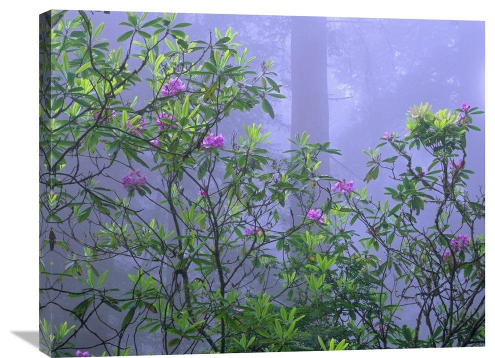 "Pacific Rhododendrons, Del Norte Coast, Redwood National Park, CA" Artwork