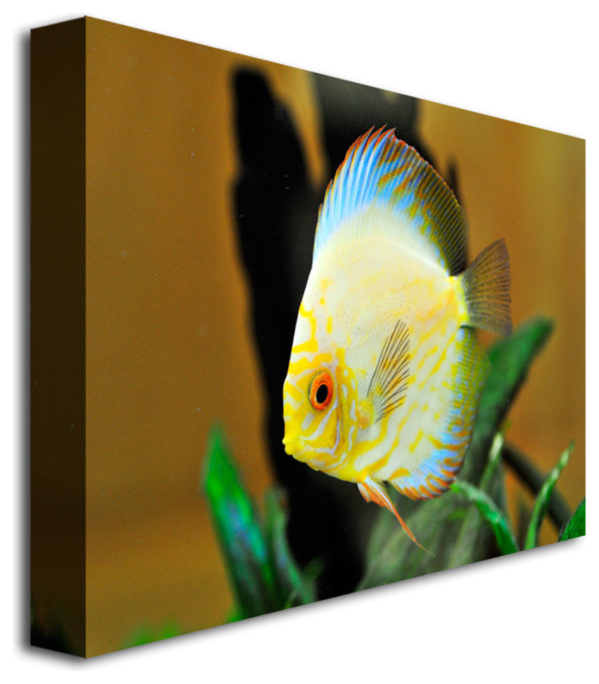 'Tropical Fish' Canvas Art by Kurt Shaffer