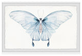"Butterfly Beauty" Framed Painting Print, 18x12