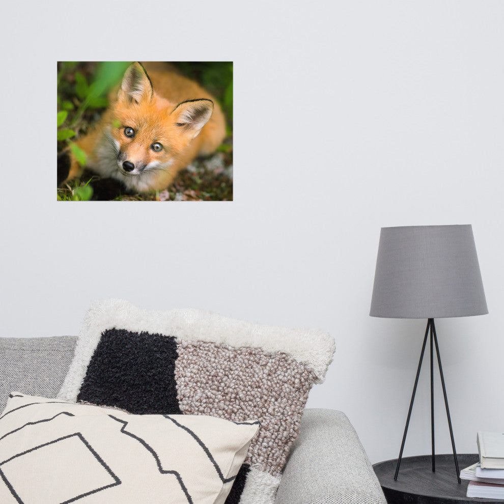 Young Red Fox Face Animal Wildlife Nature Photograph Loose Wall Art Print, 16" X 20"