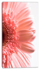 Large Pink Daisy Flower Petals, Floral Canvas Art Print, 16"x32"