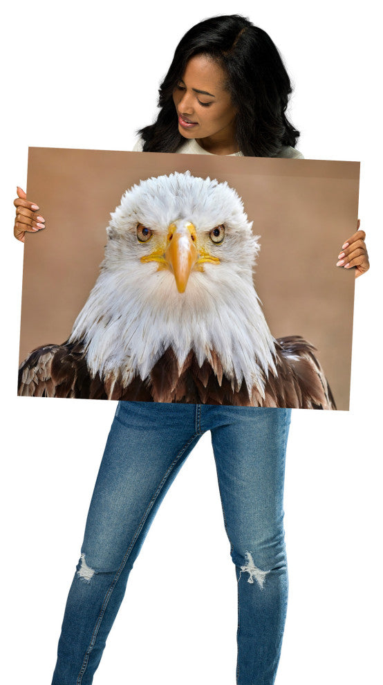 Bald Eagle Portrait Close-up 2 Loose Wall Art Print, 18" X 24"