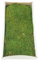 Vickerman all Natural, Preserved Sheet Moss, Preserved, Tray