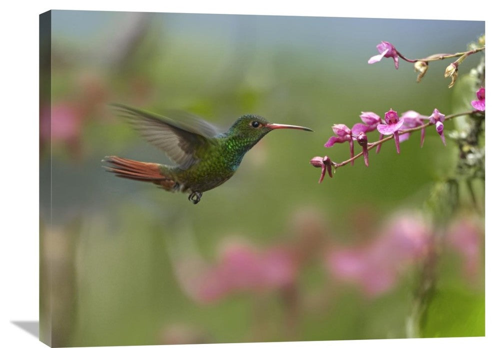 "Rufous-Tailed Hummingbird Hovering Near Flower, Ecuador" Artwork, 32" x 24"