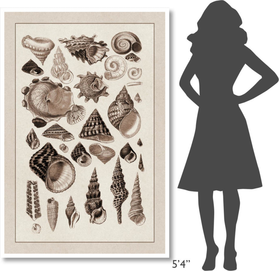 "Shells: Trachelipoda #3 (Sepia)" Digital Paper Print by G.B. Sowerby, 42"x62"
