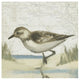 "Beach Bird IV" Digital Paper Print by James Wiens, 26"x26"