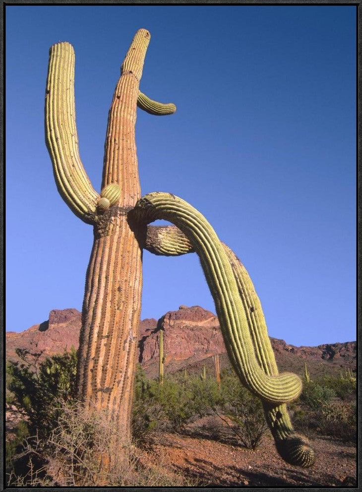 Ajo Mountains and Saguaro Organ Pipe Cactus National Monument, Arizona, 24"x32"
