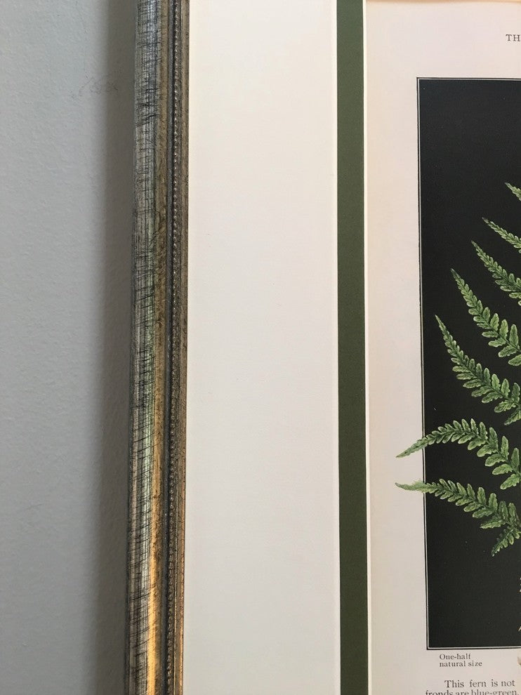 Original Vintage 1925 Botanical Fern Framed Prints, Set of 2